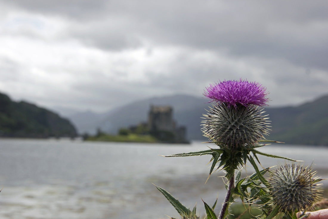 The Tale of the Scottish Thistle - celticgoods